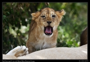  Nkuyanai pride lioness and cub, Masai Mara Reserve, Kenya � J. Zinn